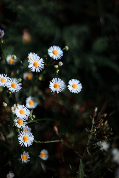 close-up shot of beautiful daisy flowers on meadow - Φωτογραφία, εικόνα