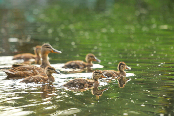 ducks on the lake 2022 in summer - Photo, Image