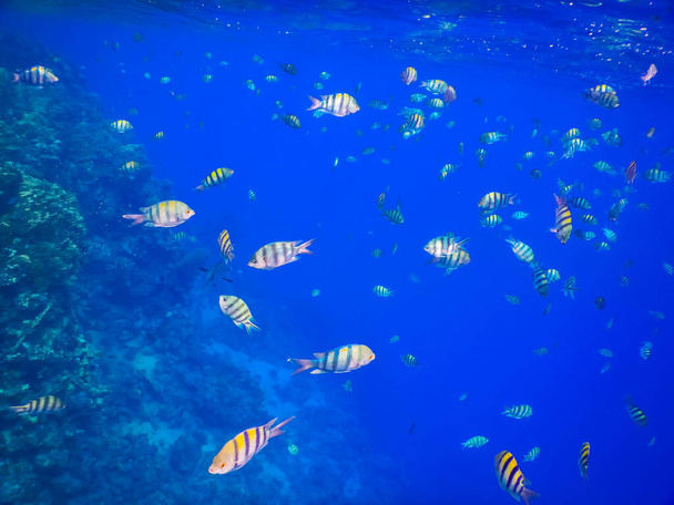 エジプトの青い海では何百万匹ものインド洋の軍曹魚が - 写真・画像
