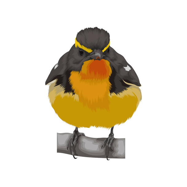 Hada asiática Bluebird ave vector ilustración - Vector, imagen