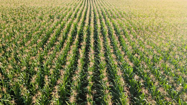 Плантация кукурузного поля, вид с воздуха - Фото, изображение