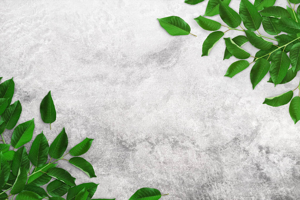 Tree branches with green leaves on a light gray concrete table. Old white and gray concrete background. Advertising board, poster mockup for your design. Flat lay, close up, top view, copy space - Photo, Image