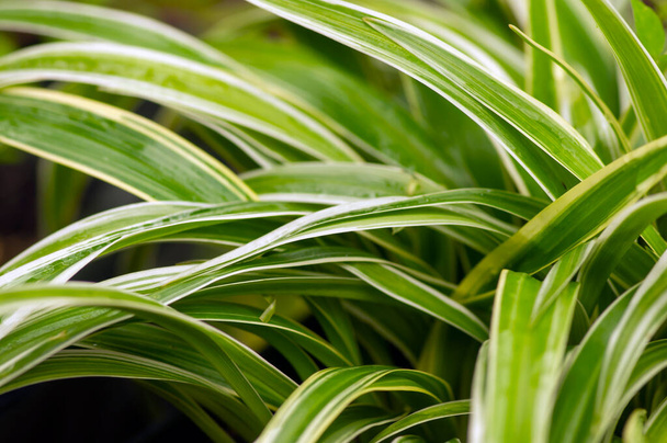 Defocused of Lili paris (Chlorophytum comosum) leaves, often called spider plant - Photo, Image