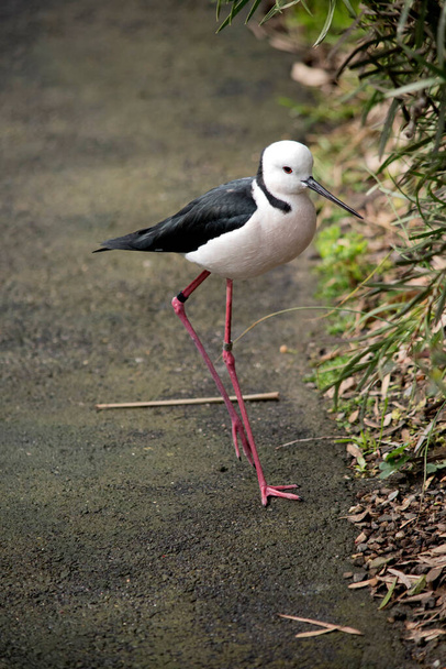 the black winged stilt is a black and white water bird - Foto, imagen