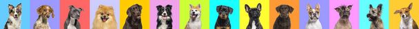 Banner, Collage of multiple dogs head portrait photos on a multicoloured background of a multitude of different bright colours.  - Photo, Image