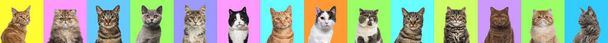 Banner, Collage aus mehreren Katzenkopfporträtfotos auf einem bunten Hintergrund aus einer Vielzahl unterschiedlicher heller Farben.  - Foto, Bild