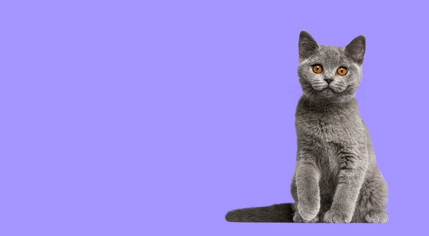 British Shorthair cat kitten sitting and looking at camera on purple background - Photo, Image