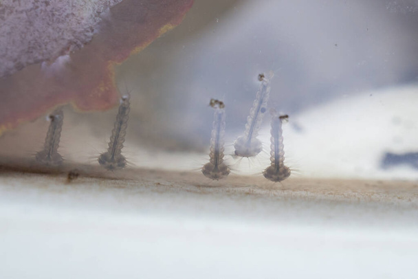 Личинки комаров в застойной воде вблизи - Фото, изображение
