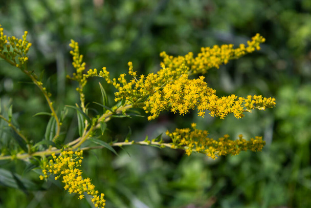 Yellow panicles of Solidago flowers in August. Solidago canadensis, known as Canada goldenrod or Canadian goldenrod, is an herbaceous perennial plant of the family Asteraceae. - Photo, Image