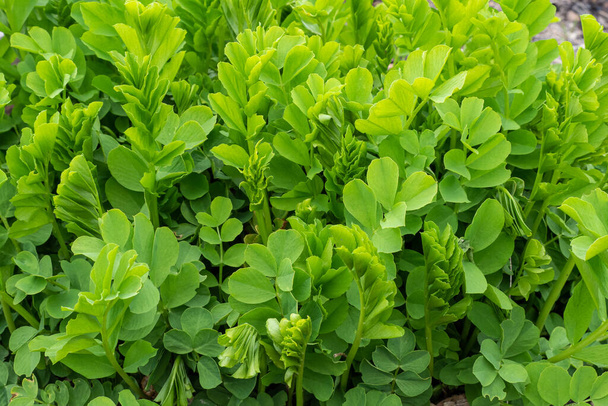 テガレガの緑の葉,ガレガ・オフィナリス・ヤギ - 写真・画像