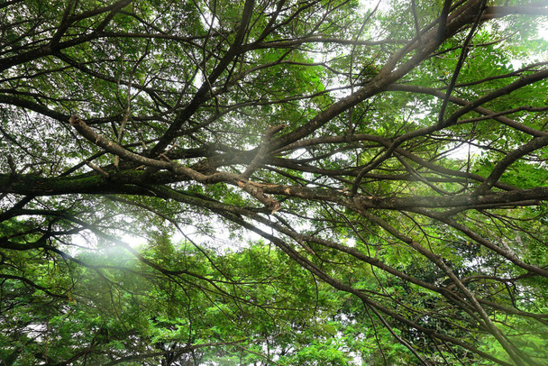 Tree canopy, Nature pattern background - Фото, изображение