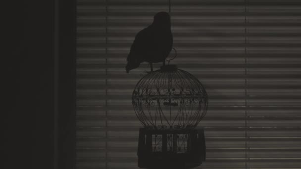 Cuervo negro en una jaula en el cuarto oscuro. Jalousie ventana fondo - Imágenes, Vídeo
