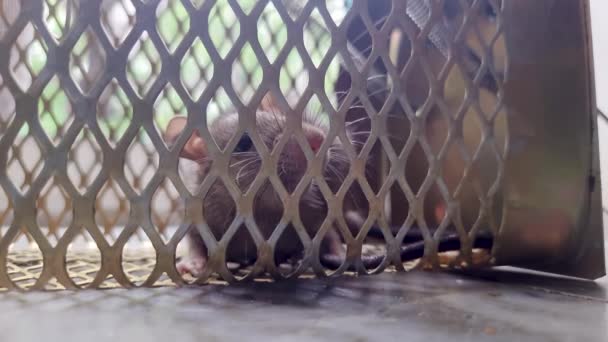 rata atrapada en trampa de jaula de rata desde diferentes ángulos en el día - Imágenes, Vídeo