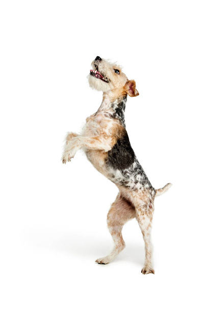 Captura de estudio de hermoso perro de raza pura Fox terrier posando aislado sobre fondo blanco. De pie en las patas traseras. Concepto de movimiento, belleza, veterinaria, raza, vida animal. Copiar espacio para anuncio - Foto, imagen