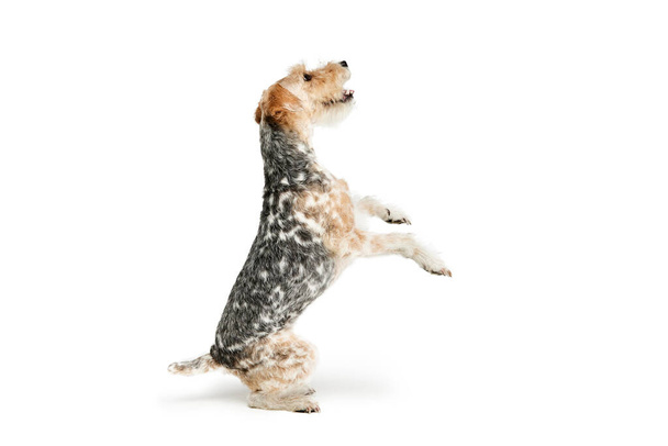 Studio shot of beautiful purebred Fox terrier dog posing isolated over white background. Sitting on hind legs . Concept of motion, beauty, vet, breed, animal life. Copy space for ad - Fotografie, Obrázek