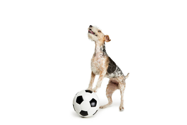 Studioaufnahme eines schönen reinrassigen Fox Terrier Hundes, der isoliert vor weißem Hintergrund mit Fußballball spielt. Konzept der Bewegung, Schönheit, Tierarzt, Rasse, Tierleben. Kopierraum für Werbung - Foto, Bild