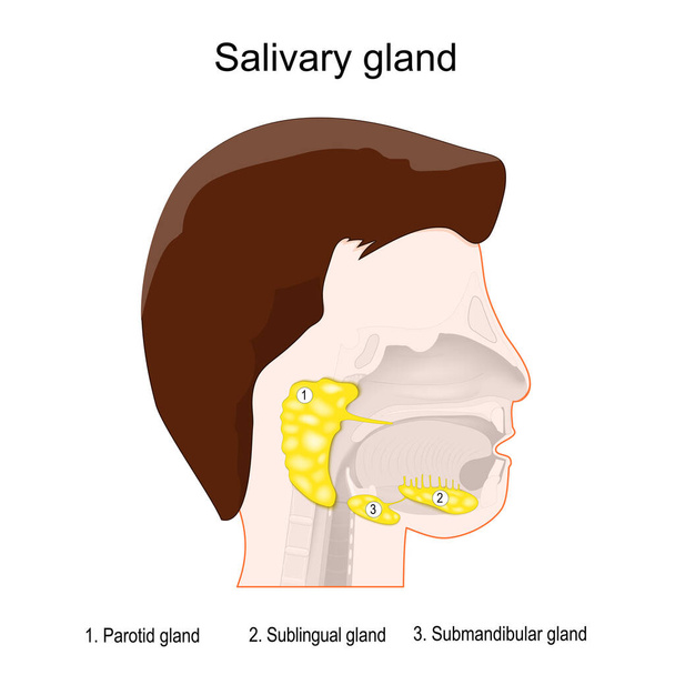anatomía de las glándulas salivales. Cabeza humana con tres glándulas salivales pareadas principales: parótida, submandibular y sublingual. glándulas exocrinas que producen saliva a través de un sistema de conductos. Cartel vectorial - Vector, Imagen