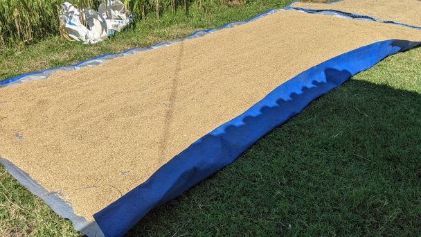 暑い太陽の下、米を乾燥させてプラスチックシートに乾燥させます。. - 写真・画像
