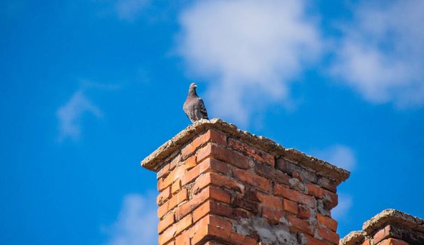 City pigeon in its natural environment - Fotoğraf, Görsel