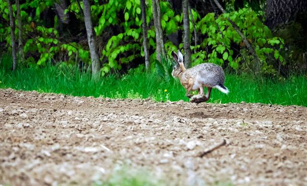Kahverengi tavşan (Lepus) ilkbahar manzarasında tarlalarımızda yaşayan nadir ve nadirdir. - Fotoğraf, Görsel