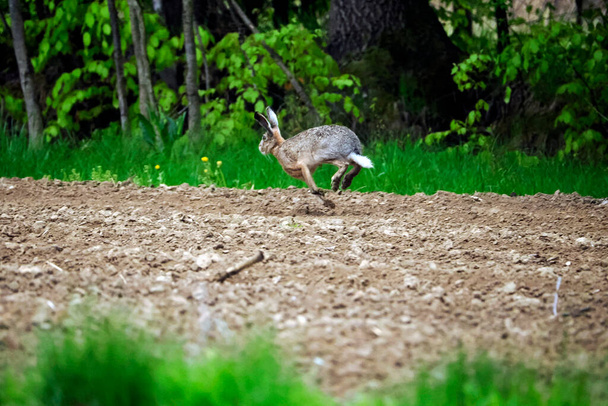 Коричневый заяц (Лепус) в весеннем пейзаже полевых.Житель наших полей реже и реже - Фото, изображение