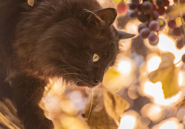 Sarmaşıkta pofuduk bir evcil kedinin portresi - Fotoğraf, Görsel