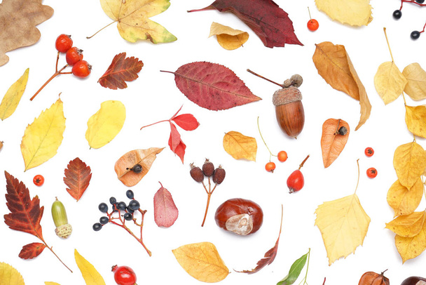 Beautiful autumn composition with natural forest decor on white background - Foto, afbeelding