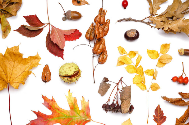 Beautiful autumn composition with natural forest decor on white background - Fotoğraf, Görsel