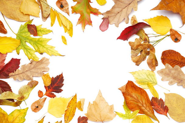 Frame made of beautiful fallen leaves on white background - Photo, Image