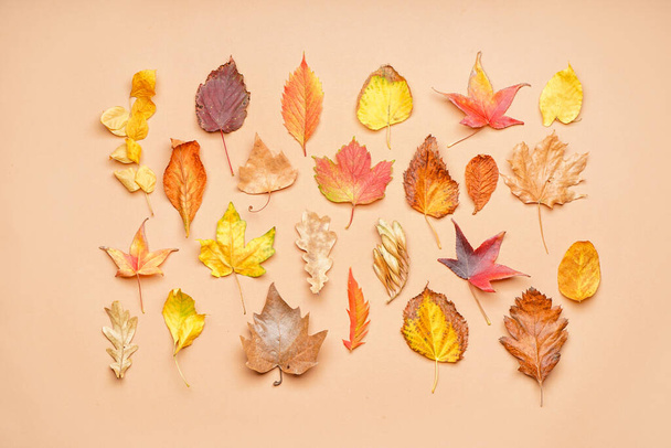 Composición con diferentes hojas caídas sobre fondo de color - Foto, imagen