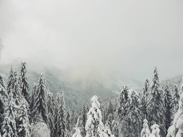красивый зимний пейзаж с заснеженными деревьями - Фото, изображение