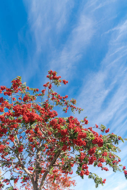 Дерево или рябина с грузом красных ягод и зеленых листьев под солнечным облаком голубого неба в Анкоридже, Аляска. Сорбусные деревья декоративные кустарники в роде семейства роз - Фото, изображение