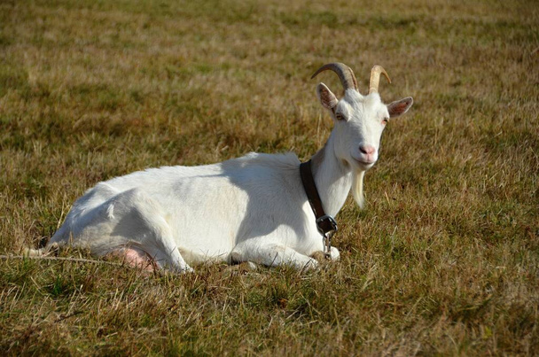 Beyaz evcil keçi, çayırda dinleniyor. - Fotoğraf, Görsel
