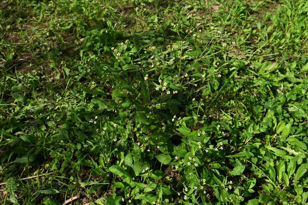 Shaggy soldaat (Galinsoga quadriradiata) bloemen. Asteraceae eenjarige planten.Van juni tot november Vijf-bladige witte straal bloemen met gele buisvormige bloemen binnen. - Foto, afbeelding
