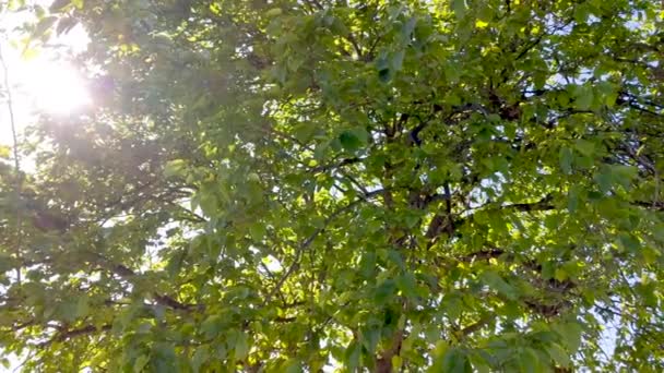 Las hojas y las ramas de un árbol de morera retroiluminado, soleado - Metraje, vídeo