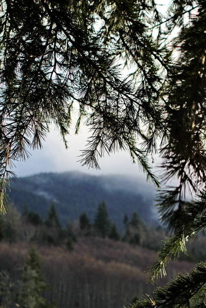 The pine leaves in the foreground are the mountains of pine trees and the mist on the peaks in the evening. - Photo, Image