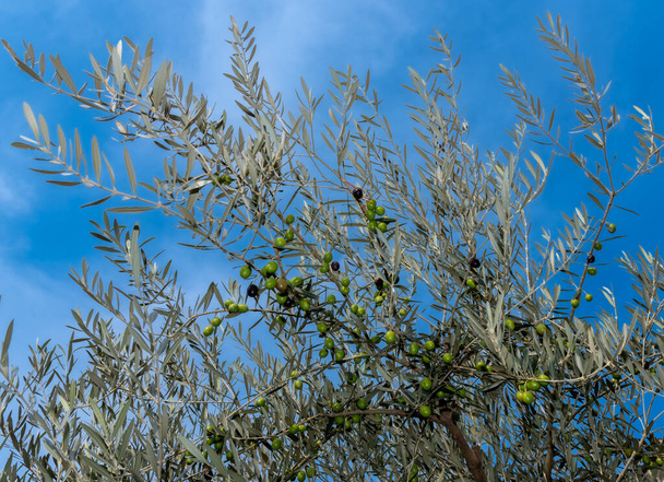 Olivovník s ovocem, olivové ratolesti s mnoha olivami na modré obloze - Fotografie, Obrázek