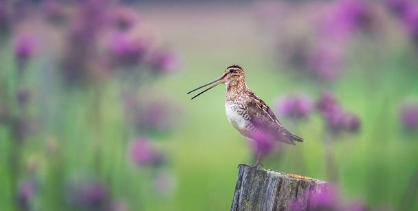 The Common Snipe Gallinago gallinago looking for food in the meadow and flies and sits on wooden poles, the best photo - Photo, Image