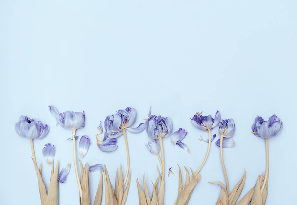 Composition florale faite de belles fleurs de tulipes sur fond pastel. Concept de nature. Thème amour et romance. Vue de dessus. Pose plate - Photo, image