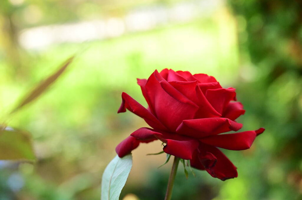 close up view of beautiful red rose flower in the garden - Zdjęcie, obraz