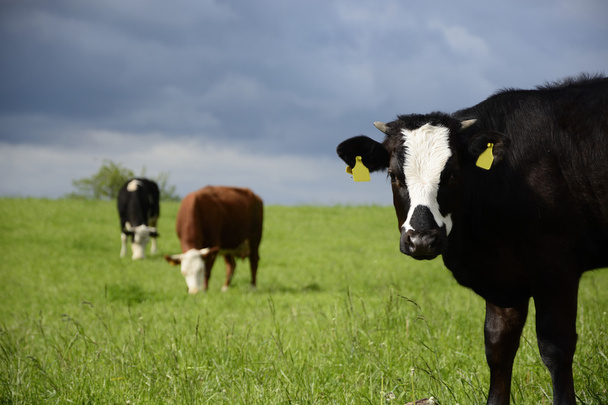 Mooie koeien op een groen veld - Foto, afbeelding
