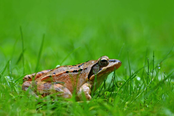Beautiful macro shot of a frog in the grass with dew - Photo, Image