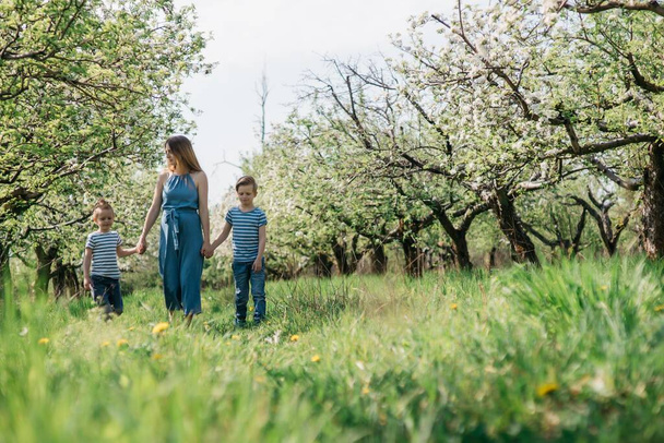 Schwangere Mutter mit zwei Söhnen spaziert an einem sonnigen Frühlingstag fröhlich durch den Apfelgarten. Hochwertiges Foto - Foto, Bild