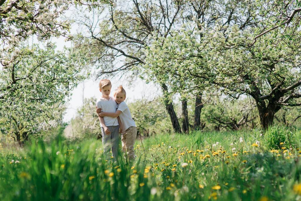 two little cute brothers cheerful walk in the apple orchard on a sunny spring day. High quality photo - Foto, imagen