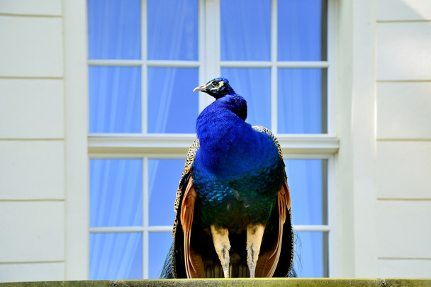 güzel gurur tavuskuşu - Fotoğraf, Görsel