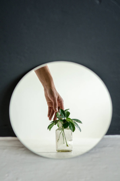 Μικρή νεαρή φυτό εσωτερικού χώρου σε ένα χάλκινο δοχείο στέκεται μπροστά από ένα στρογγυλό καθρέφτη σε μαύρο και άσπρο φόντο με γυναικείο χέρι - Φωτογραφία, εικόνα