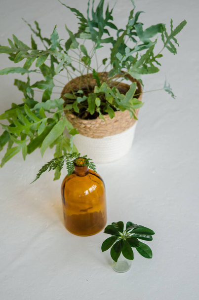 Diferentes tipos de plantas de interior en macetas y botella naranja y transparente, de pie sobre una superficie blanca, vista superior - Foto, imagen