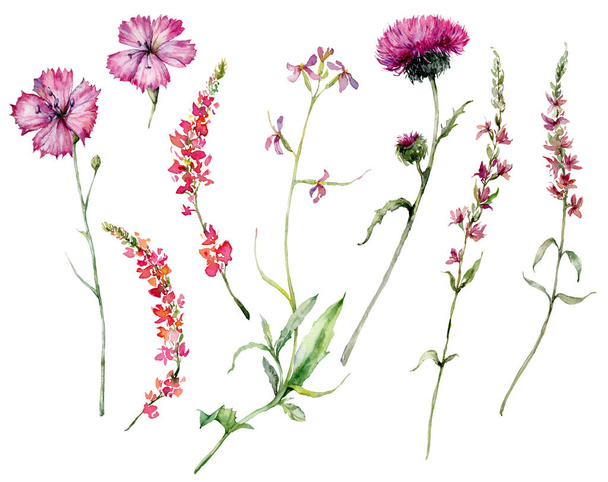 カーネーション、セージ、ヒノキやアザミの水彩牧草地の花セット。白い背景に描かれた花のイラストを手描き。デザイン、プリント、ファブリックまたは背景のために - 写真・画像