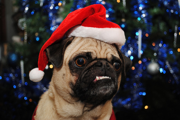 Christmas Pug Wearing a Santa Hat - 写真・画像