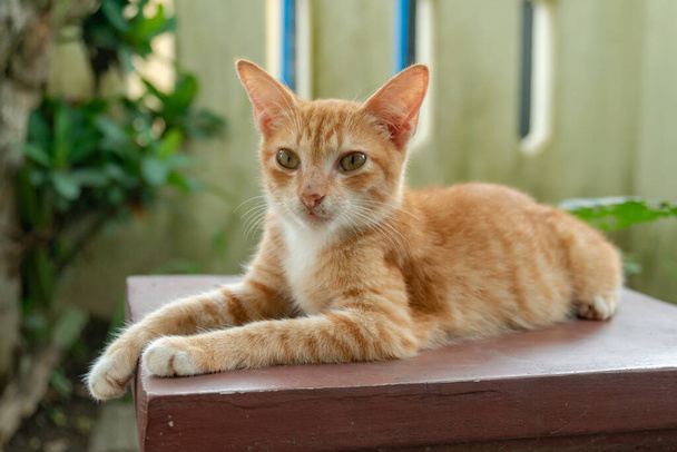 Lähikuva muutaman kuukauden vanha Oranssi kotimainen kissa poseeraa ulkona puistossa. söpö ja ihana kissanpentu valokuva käsite - Valokuva, kuva